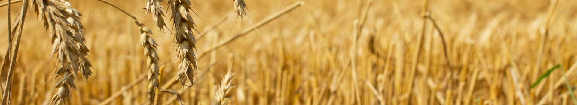 banner - Sprzedaż zbóż Ciechanów